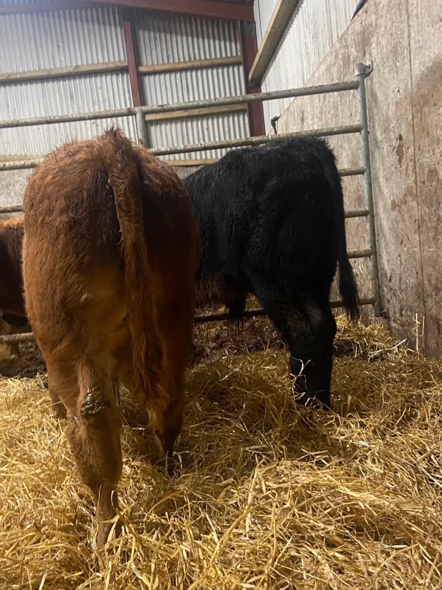 ⭐️ 2 smashing bull weanlings ⭐️ - Image 4