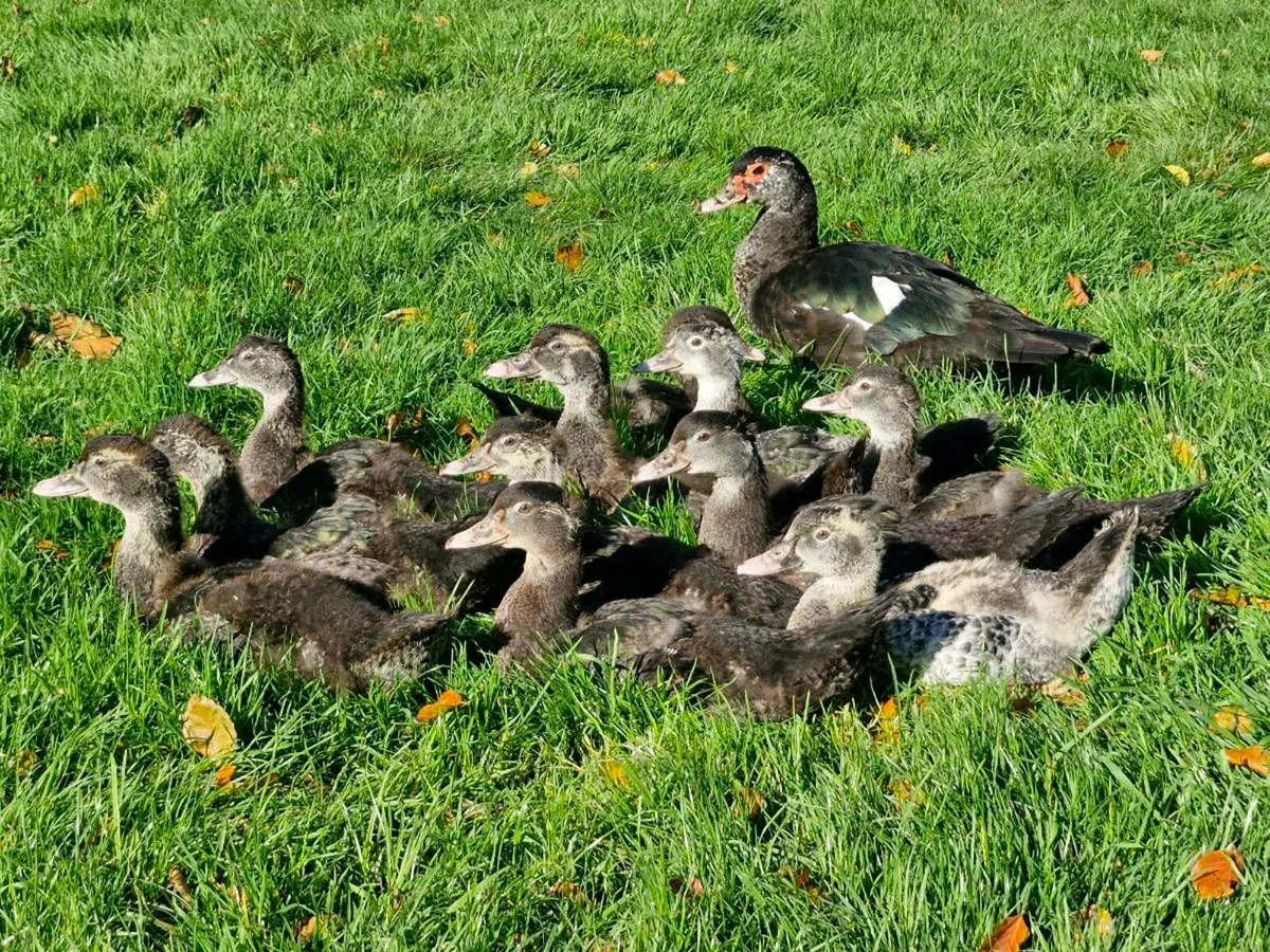 Muscovys,females & ducklings - Image 4