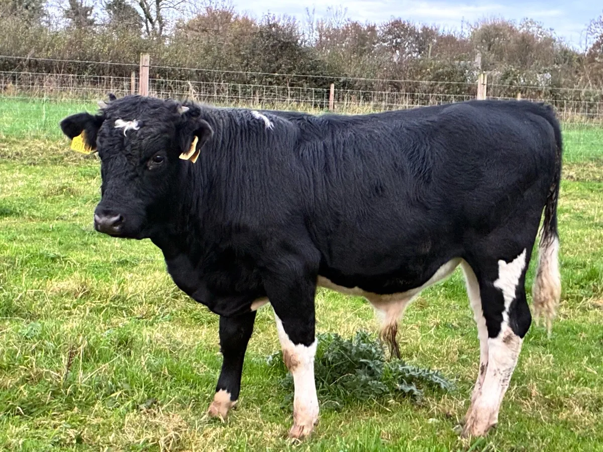 9 British Friesian bullocks for sale - Image 1