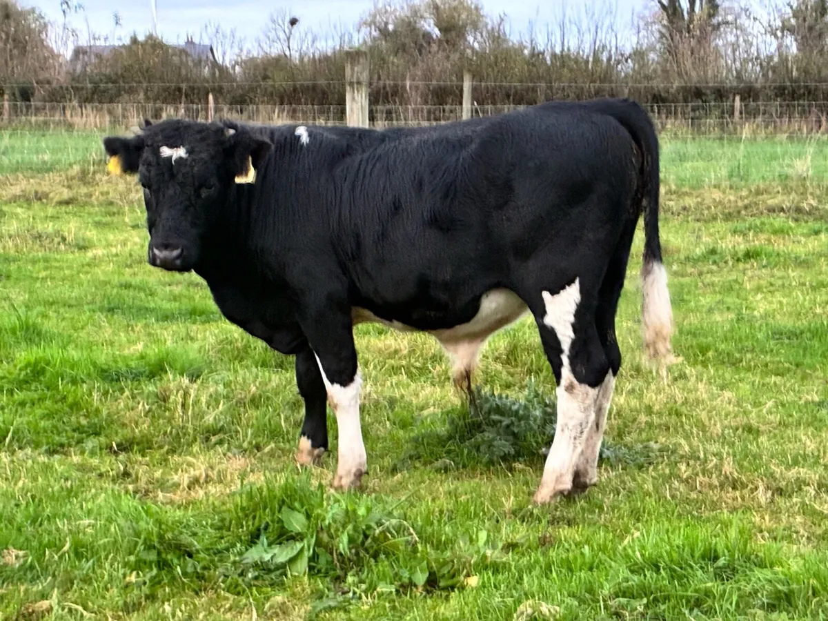 9 British Friesian bullocks for sale - Image 2