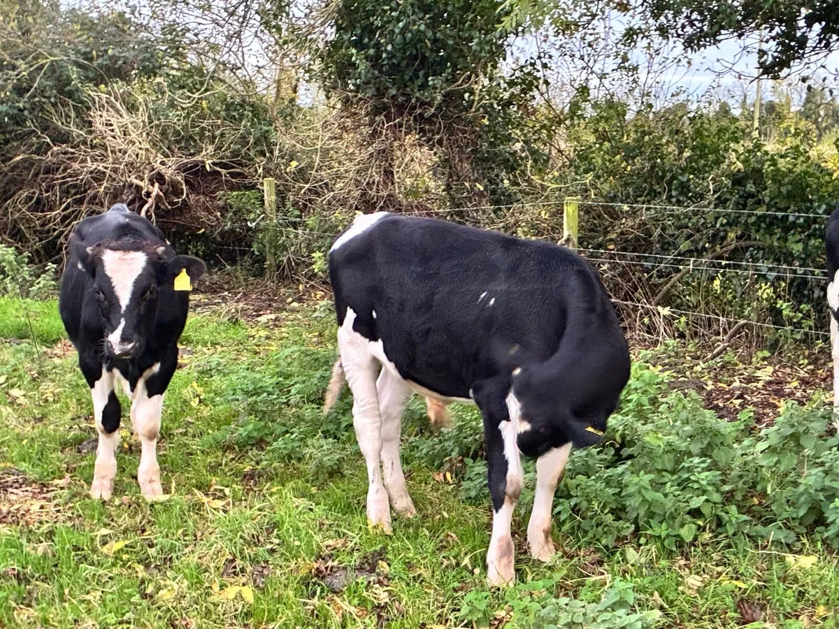 9 British Friesian bullocks for sale - Image 3