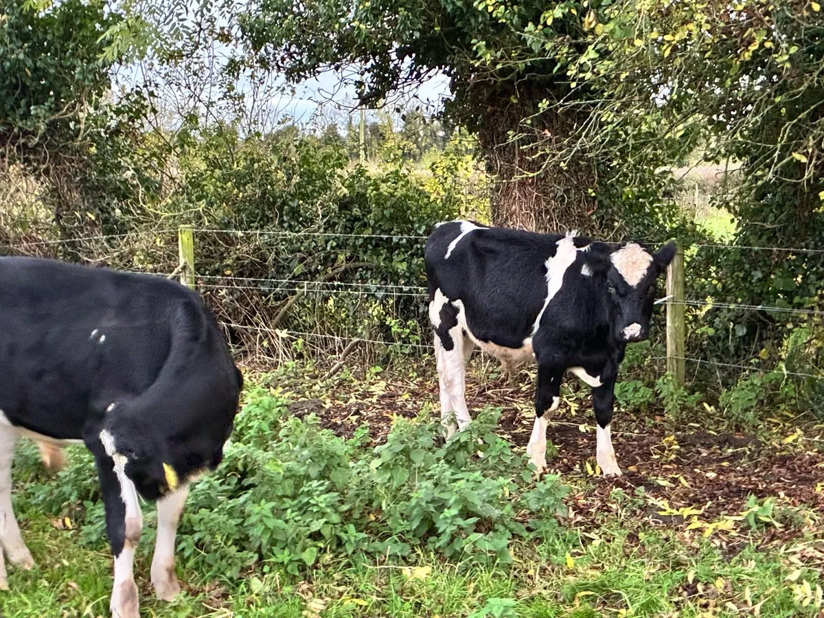 9 British Friesian bullocks for sale - Image 4
