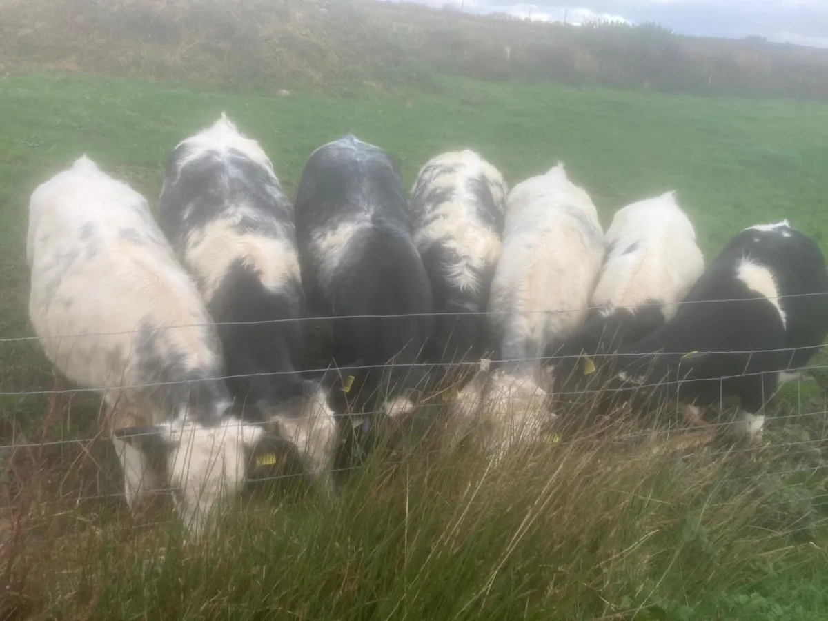 Belgium Blue 5 star heifers - Image 1