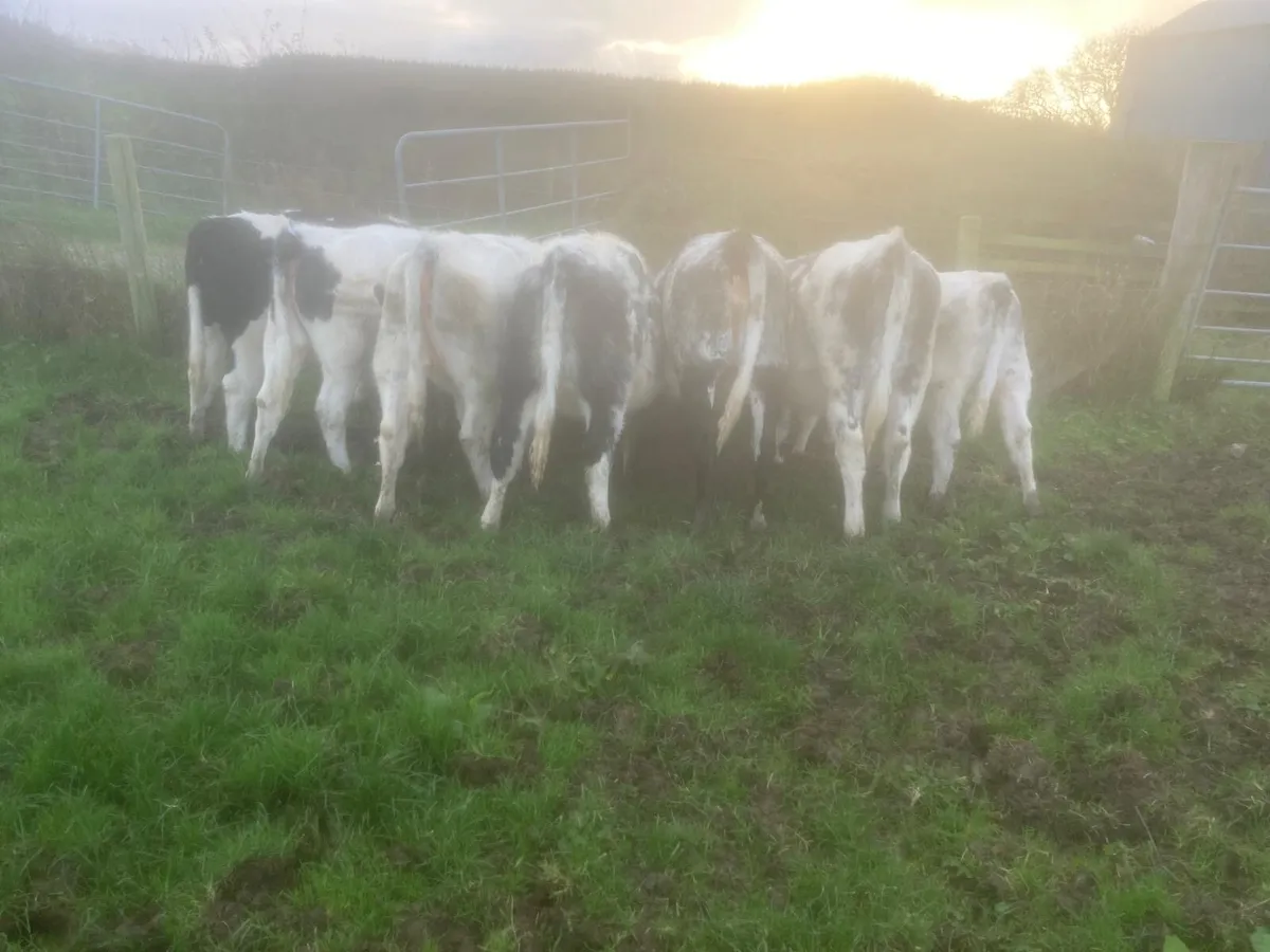 Belgium Blue 5 star heifers - Image 2