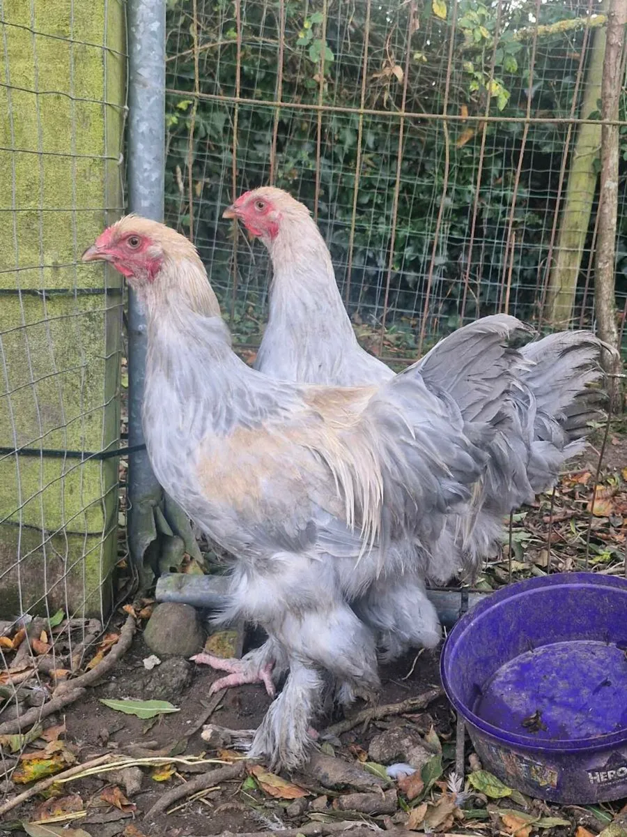 Muscovy ducklings & isabella brahma - Image 2