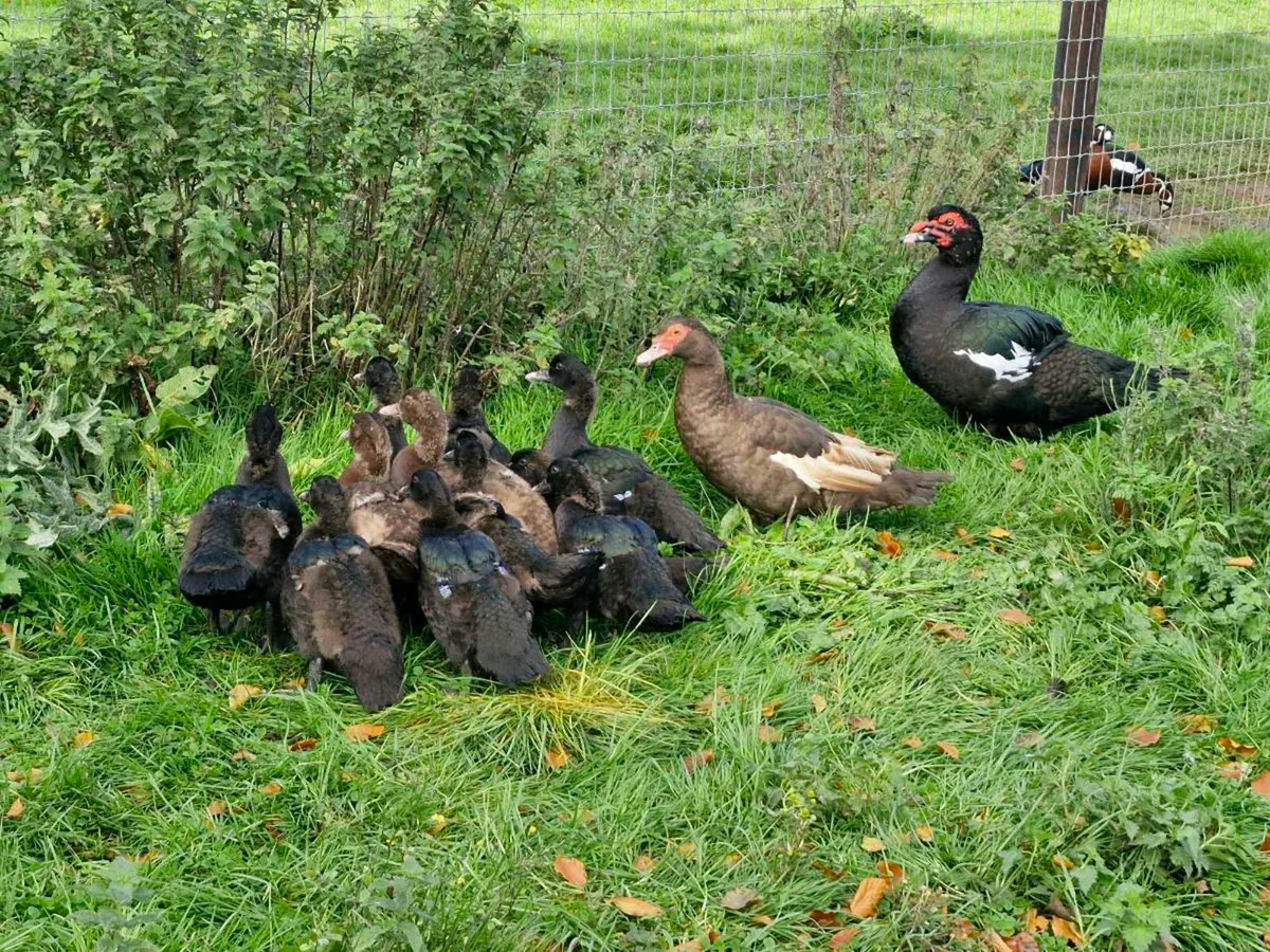 Muscovys,females & ducklings - Image 2