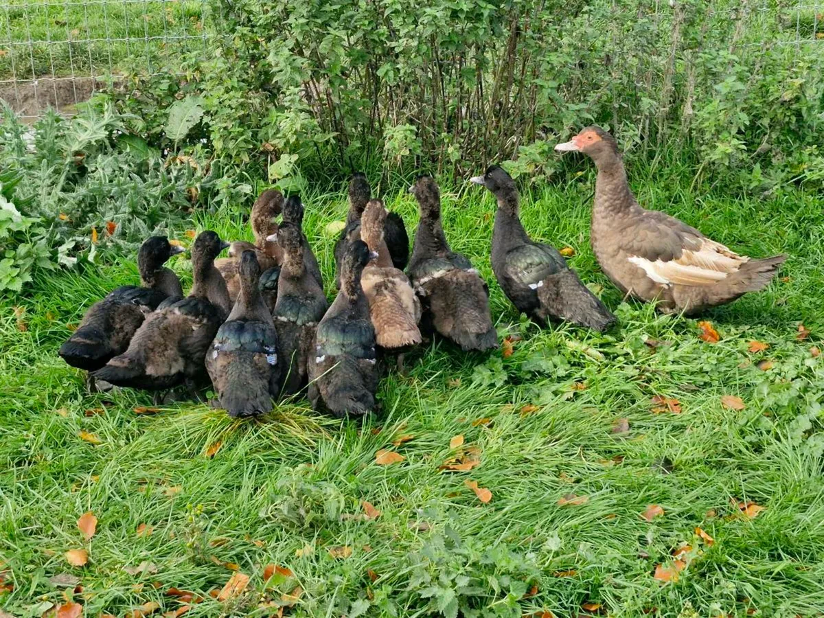 Muscovys,females & ducklings - Image 3