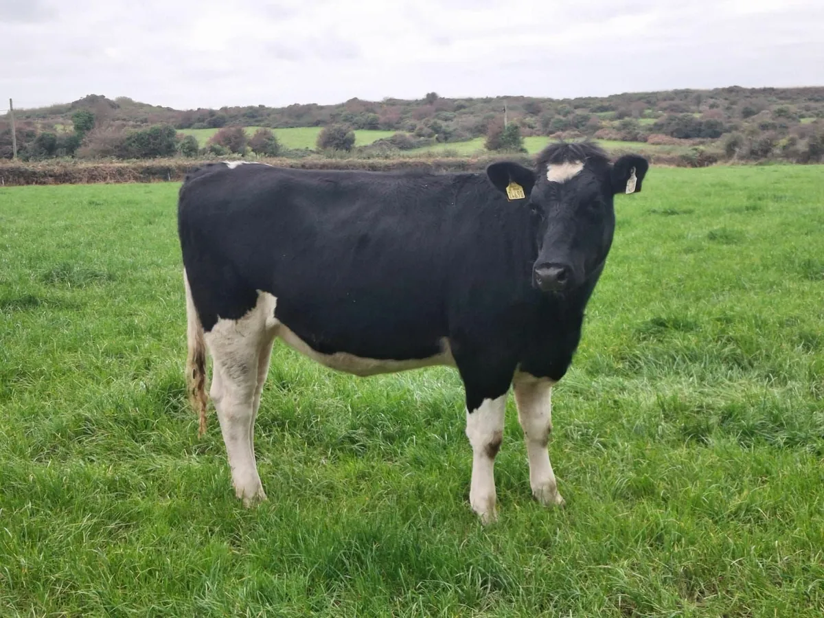 Grenan Pure Friesian selling Lot 10 Kilkenny Sale - Image 1