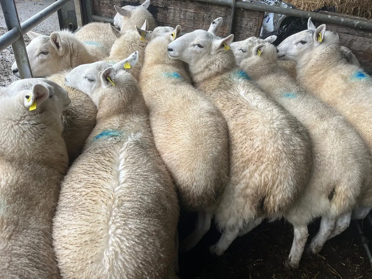 Ewe Hoggets - Image 1