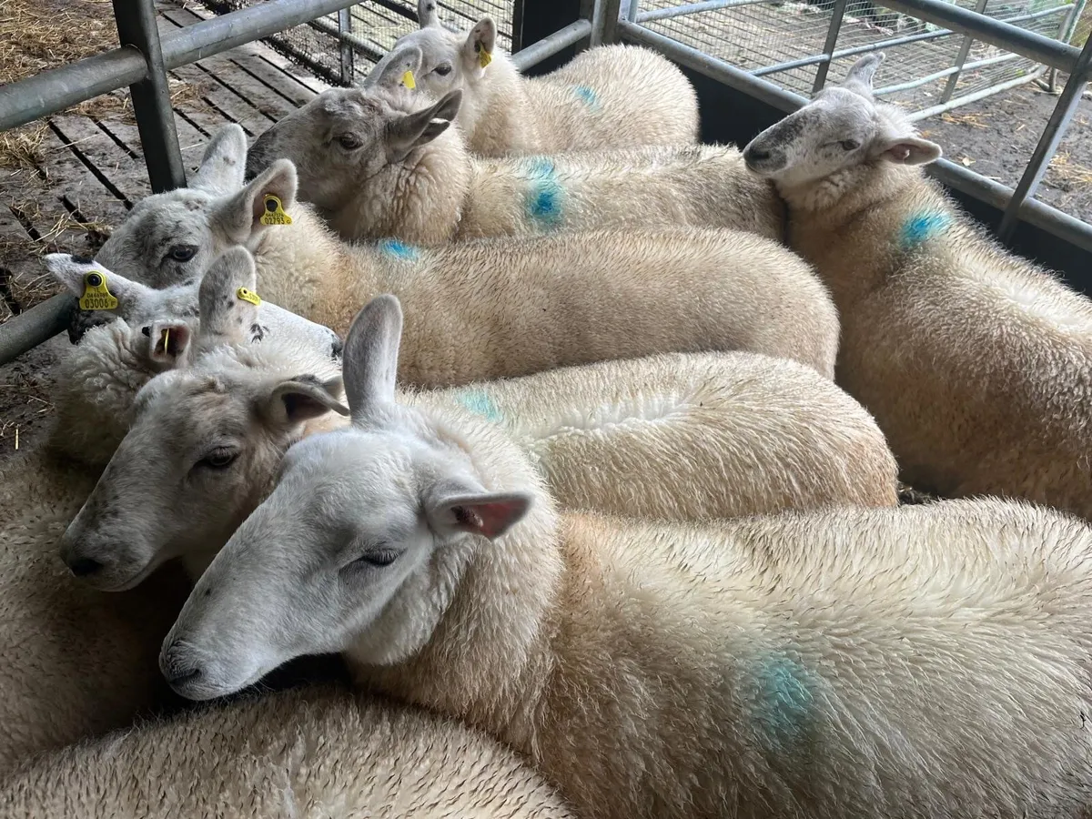 Ewe Hoggets - Image 2