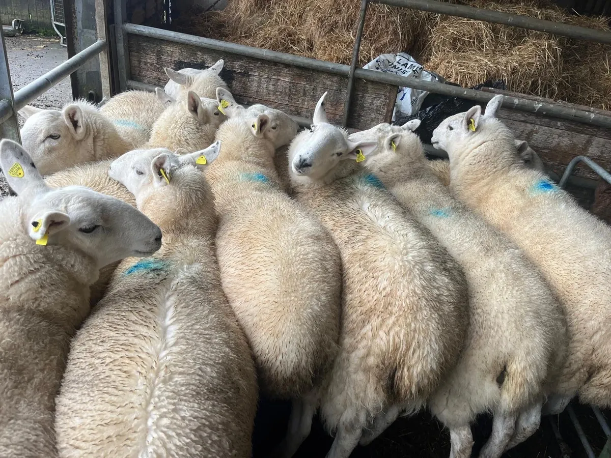 Ewe Hoggets - Image 3