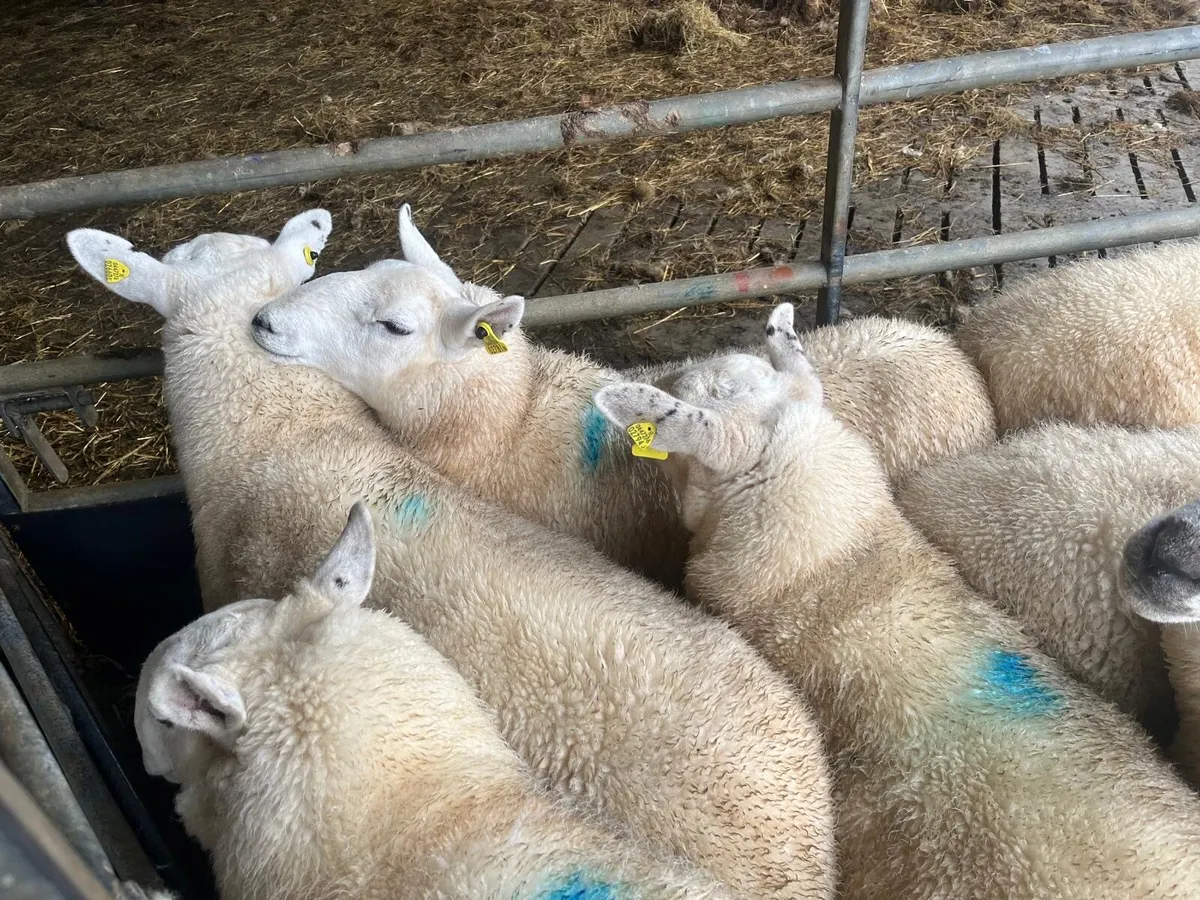 Ewe Hoggets - Image 4