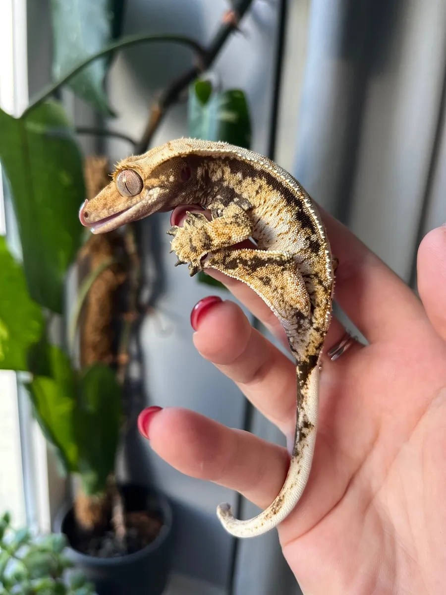 Crested Geckos - Image 1