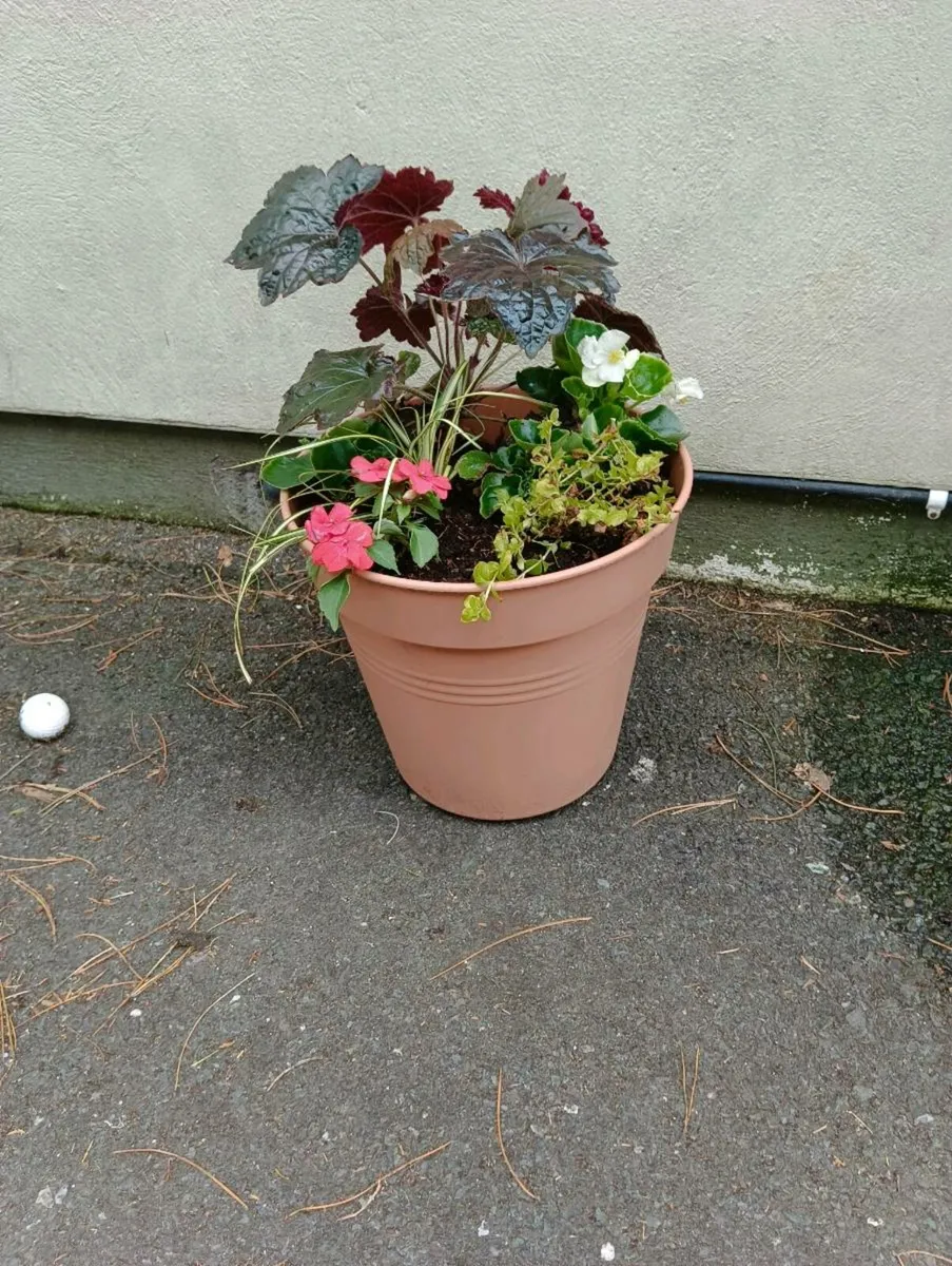 Beautiful full pots, 10each