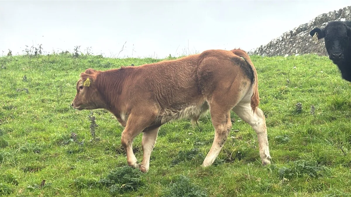 Bull & Heifer weanlings***** - Image 1