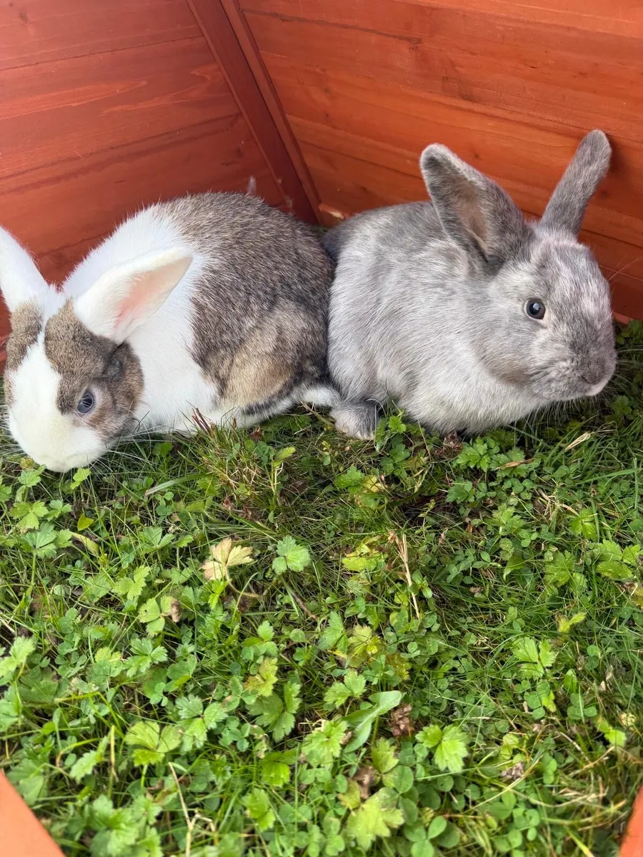 Rabbits - Image 1
