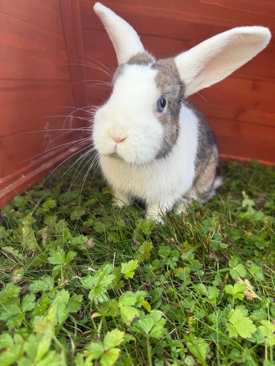 Rabbits - Image 2