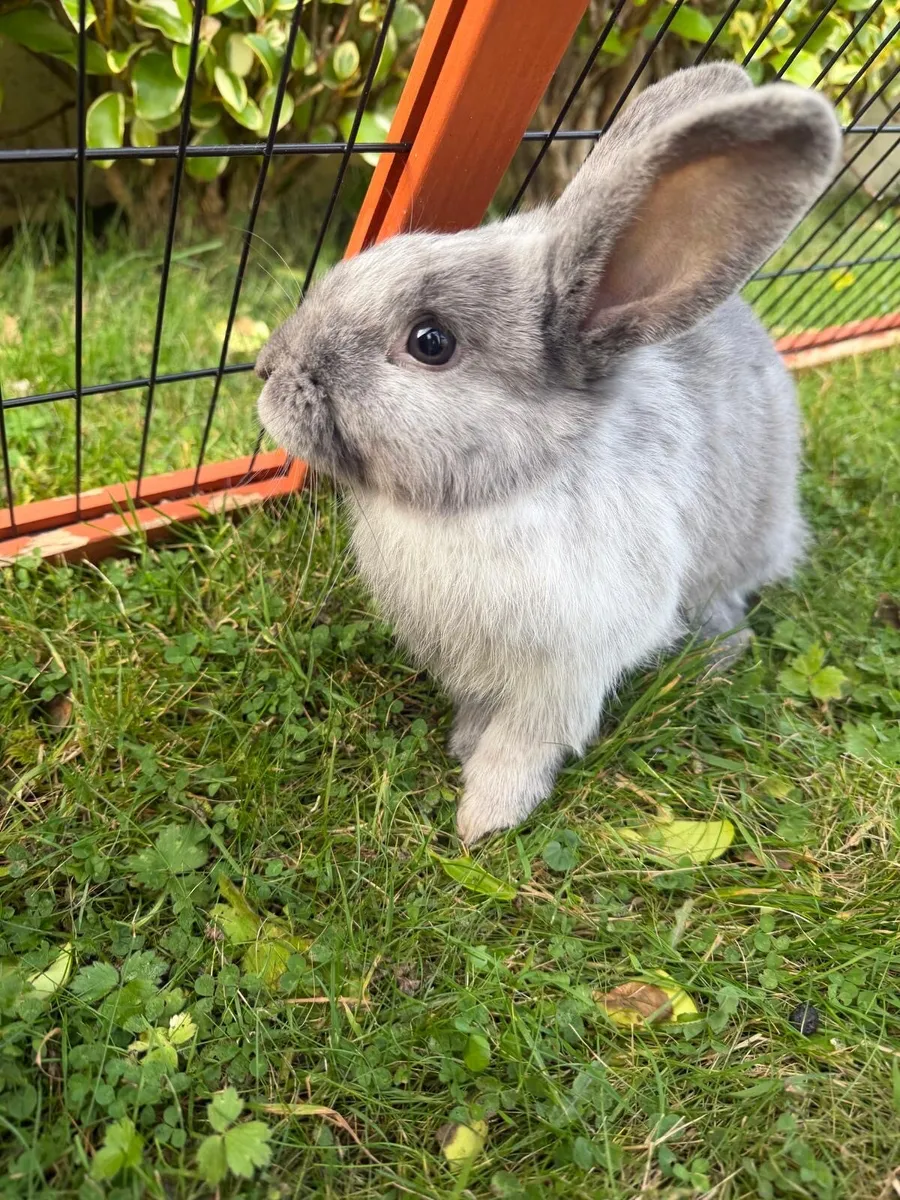 Rabbits - Image 3