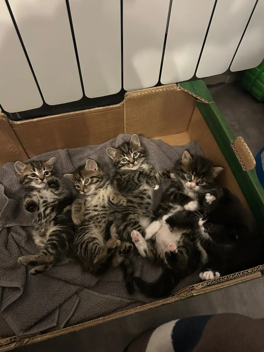 Beautiful kittens - Image 1
