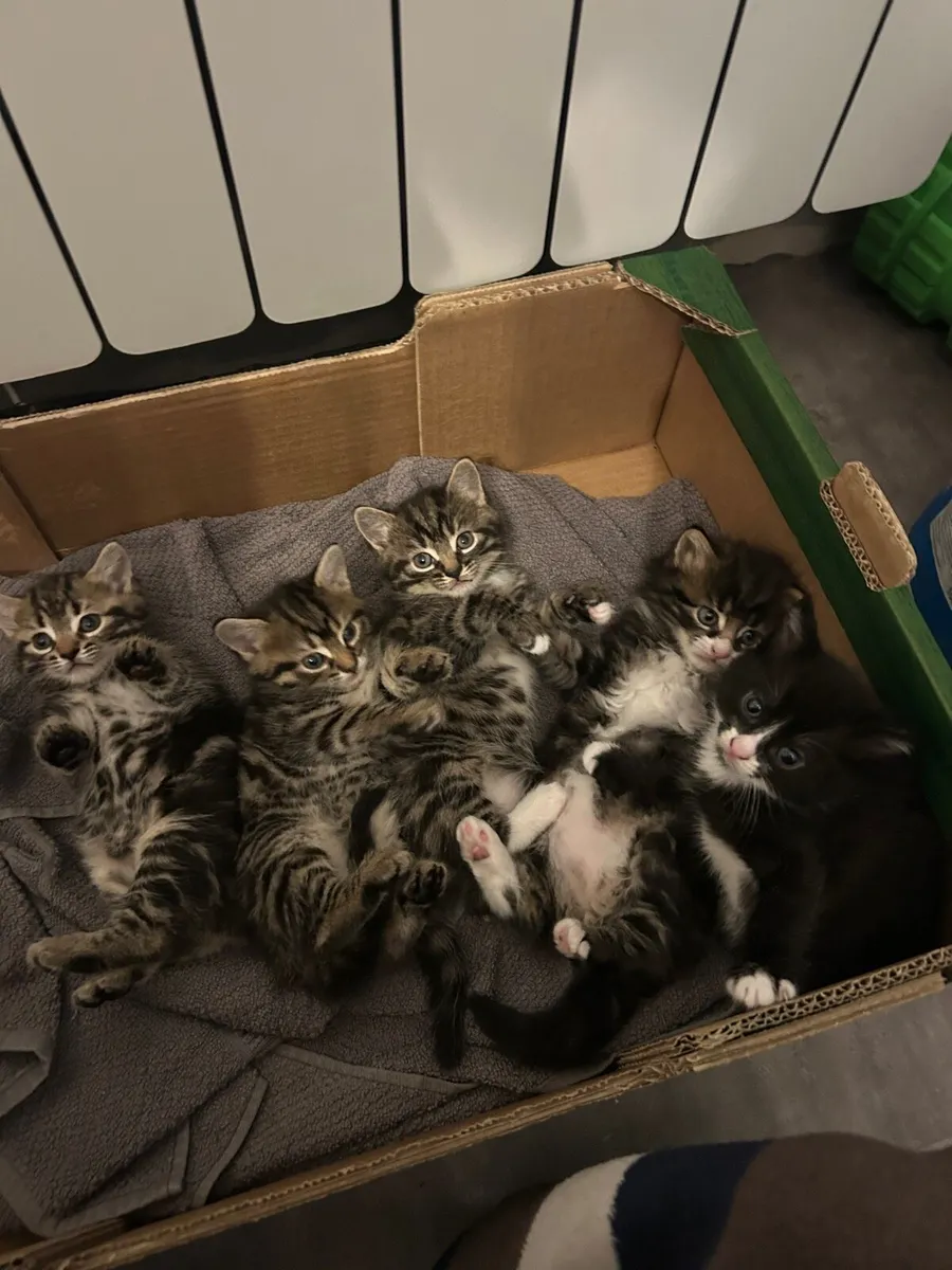 Beautiful kittens - Image 2