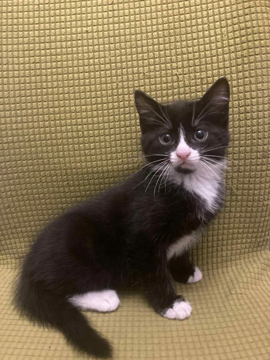Beautiful kittens - Image 3
