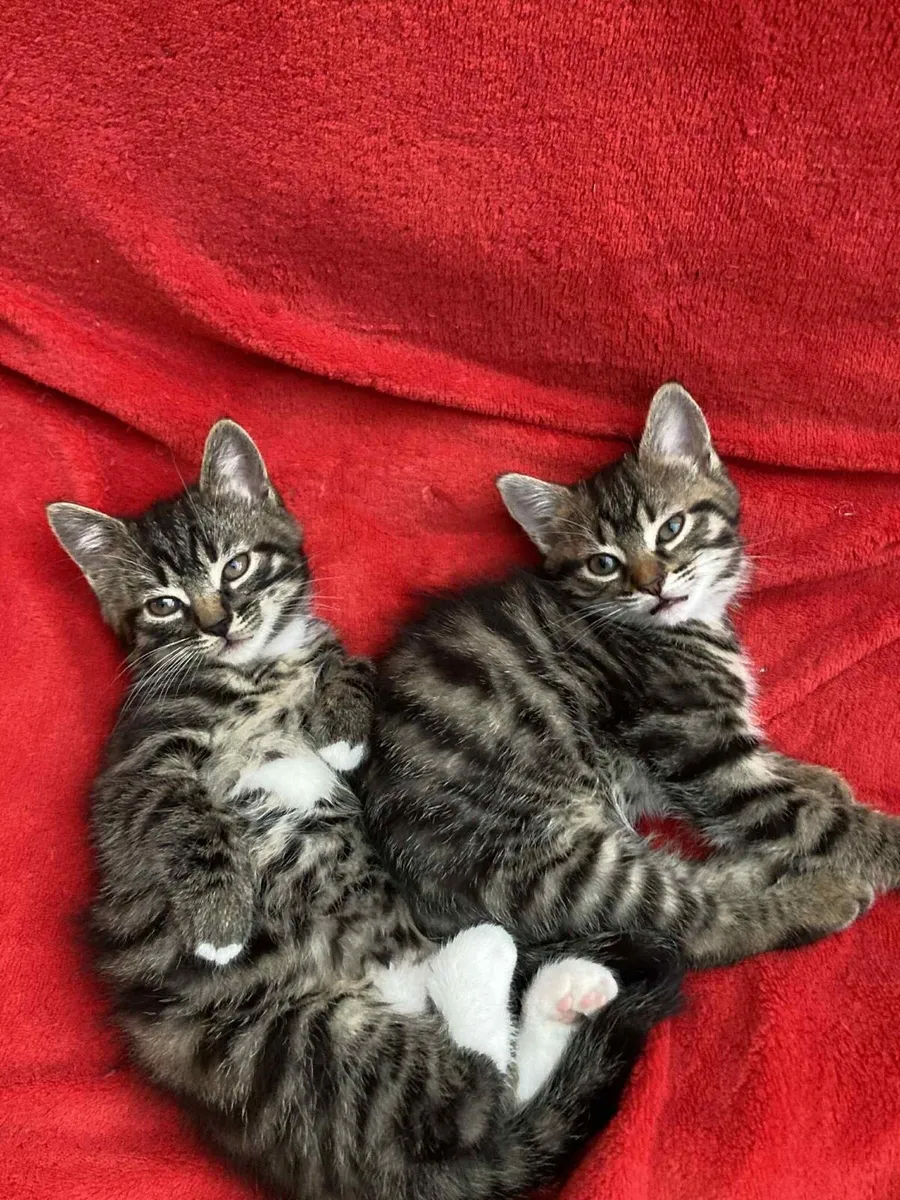 Beautiful kittens - Image 4