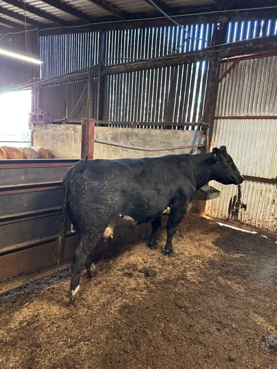 Lim cow and bull calve - Image 3