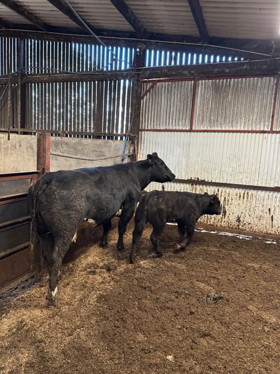 Lim cow and bull calve - Image 2
