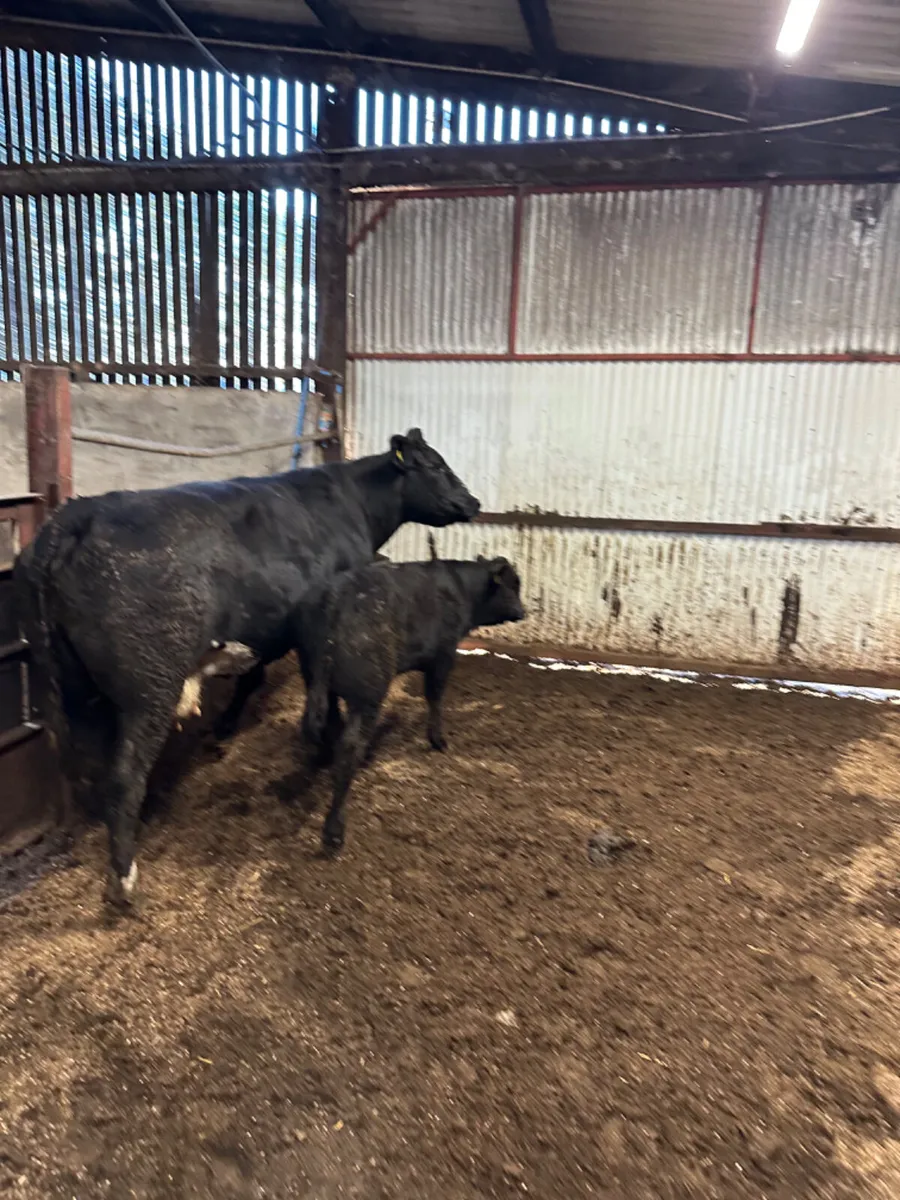 Lim cow and bull calve - Image 1