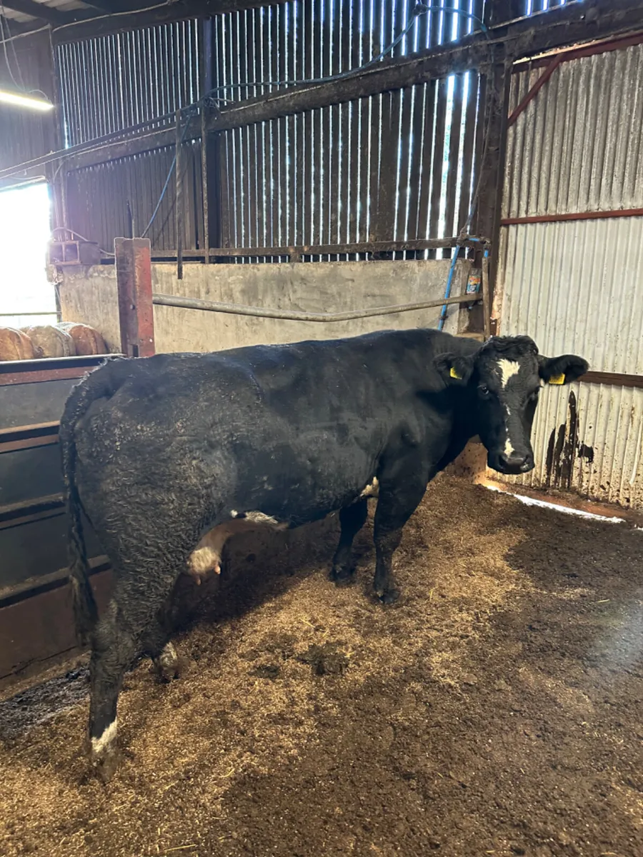 Lim cow and bull calve - Image 4