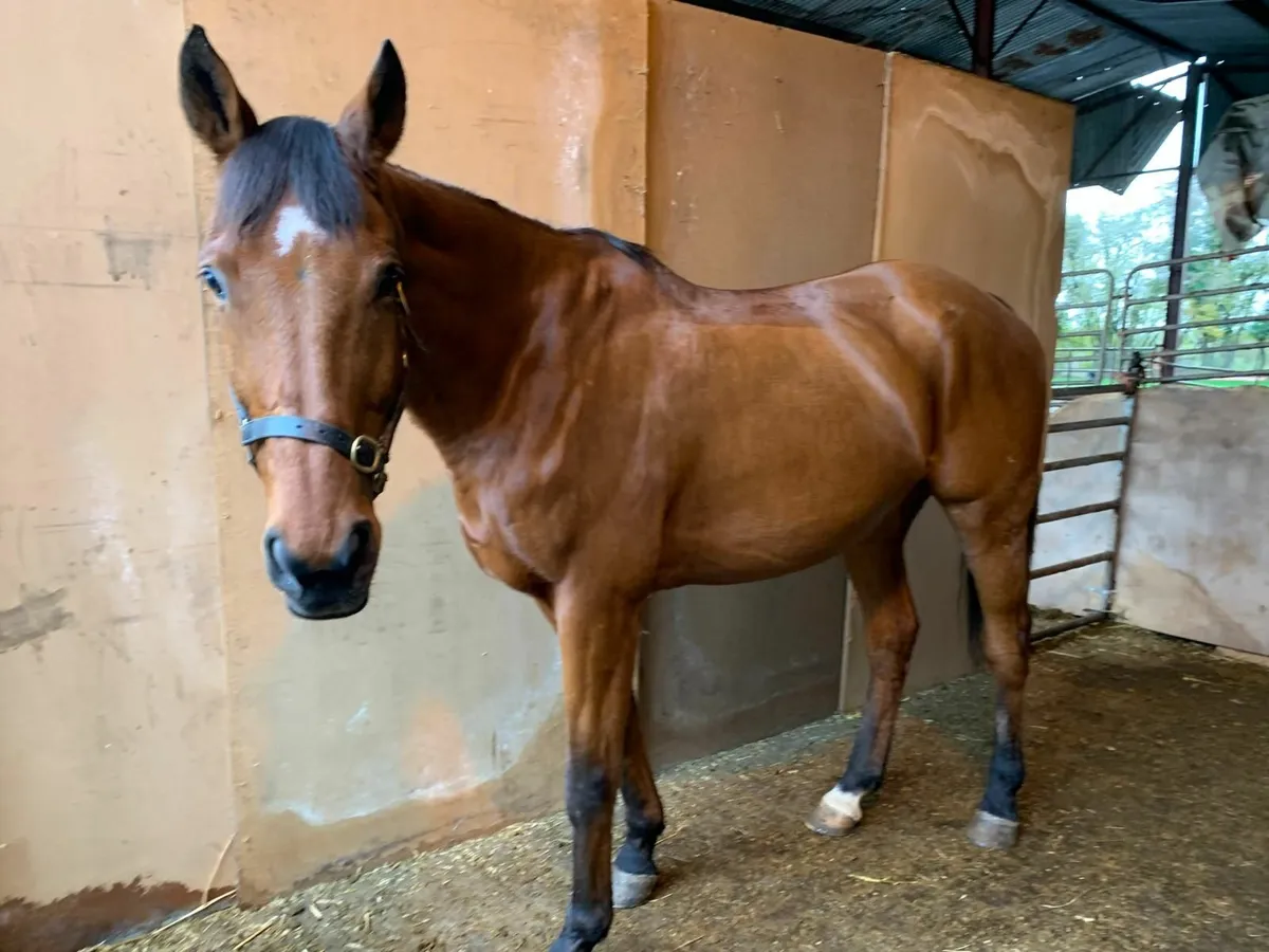 Bay Horse - Image 4