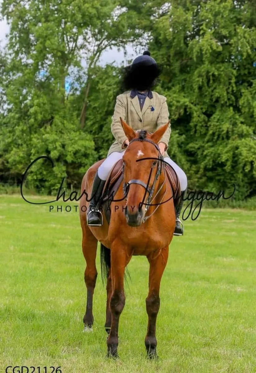 Bay Horse - Image 1