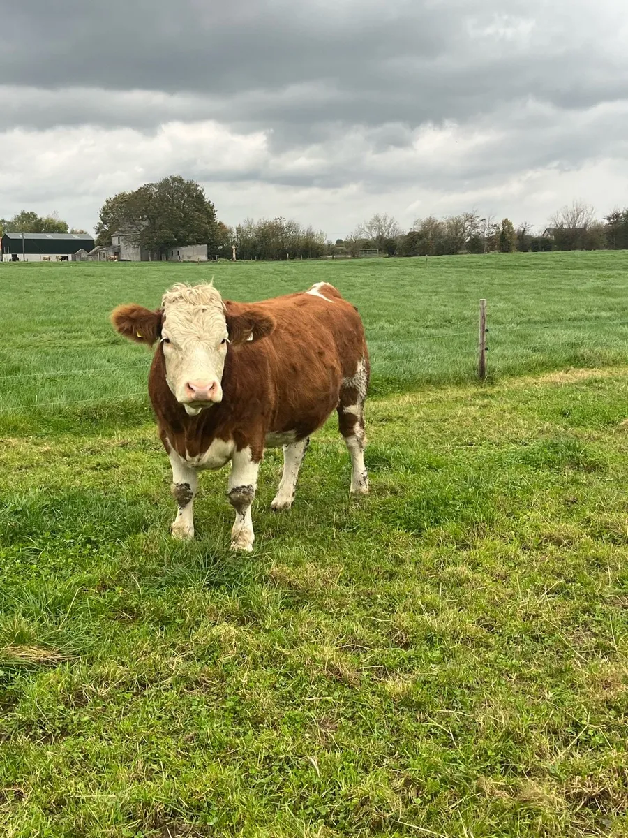 Incalf heifers Simmental heifers- 5 Star - Image 1
