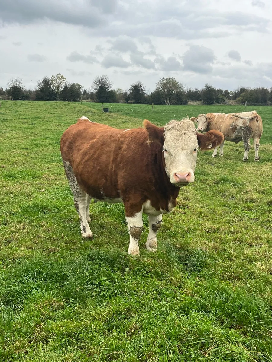 Incalf heifers Simmental heifers- 5 Star - Image 2