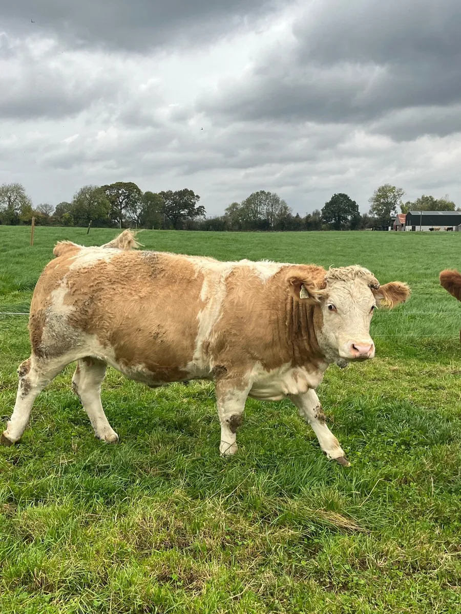 Incalf heifers Simmental heifers- 5 Star - Image 3