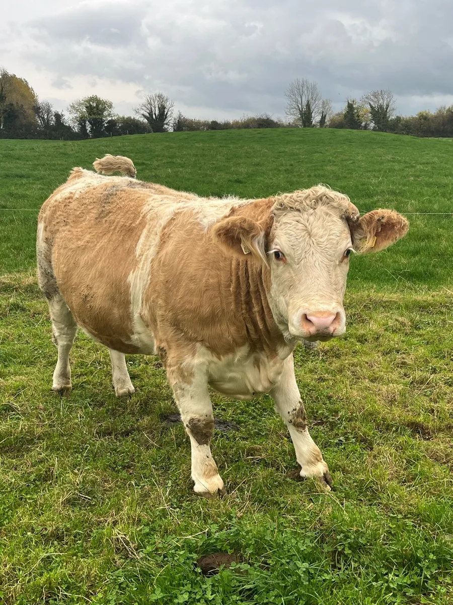 Incalf heifers Simmental heifers- 5 Star - Image 4