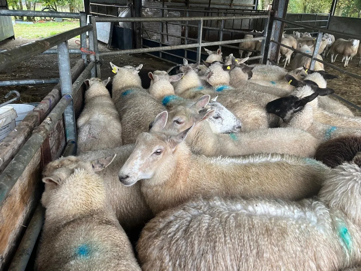 Hogget Ewes - Image 1