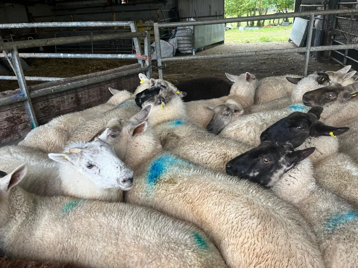 Hogget Ewes - Image 2