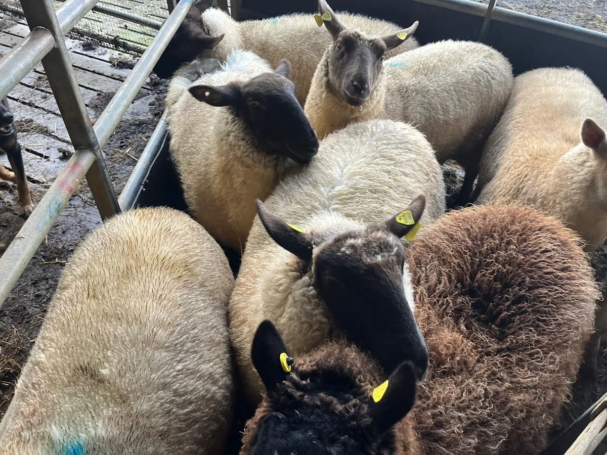 Hogget Ewes - Image 3