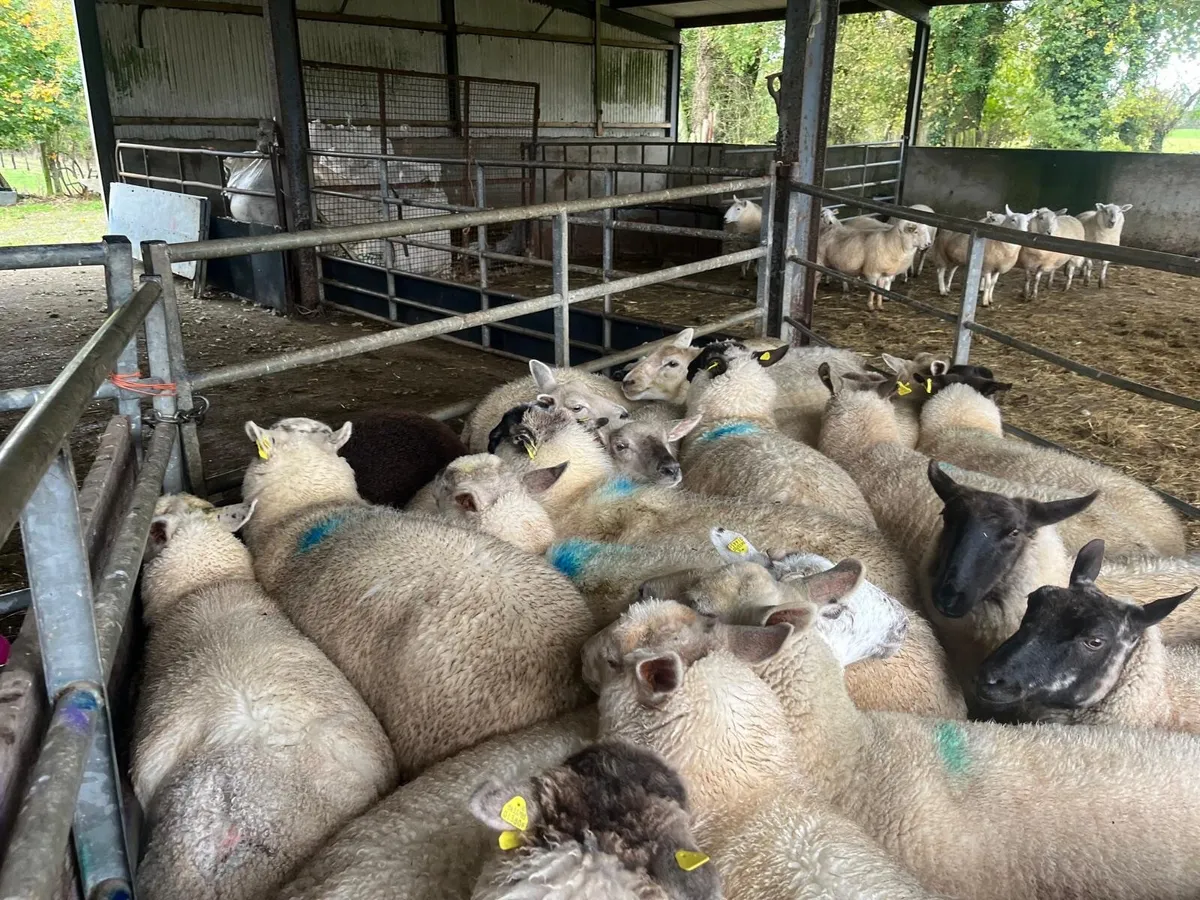 Hogget Ewes - Image 4