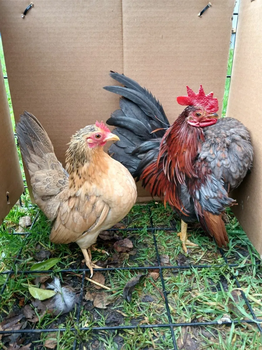 Serama bantams - Image 1