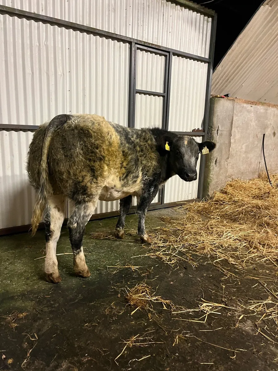 Weanling Heifers going to Balla tomorrow - Image 1
