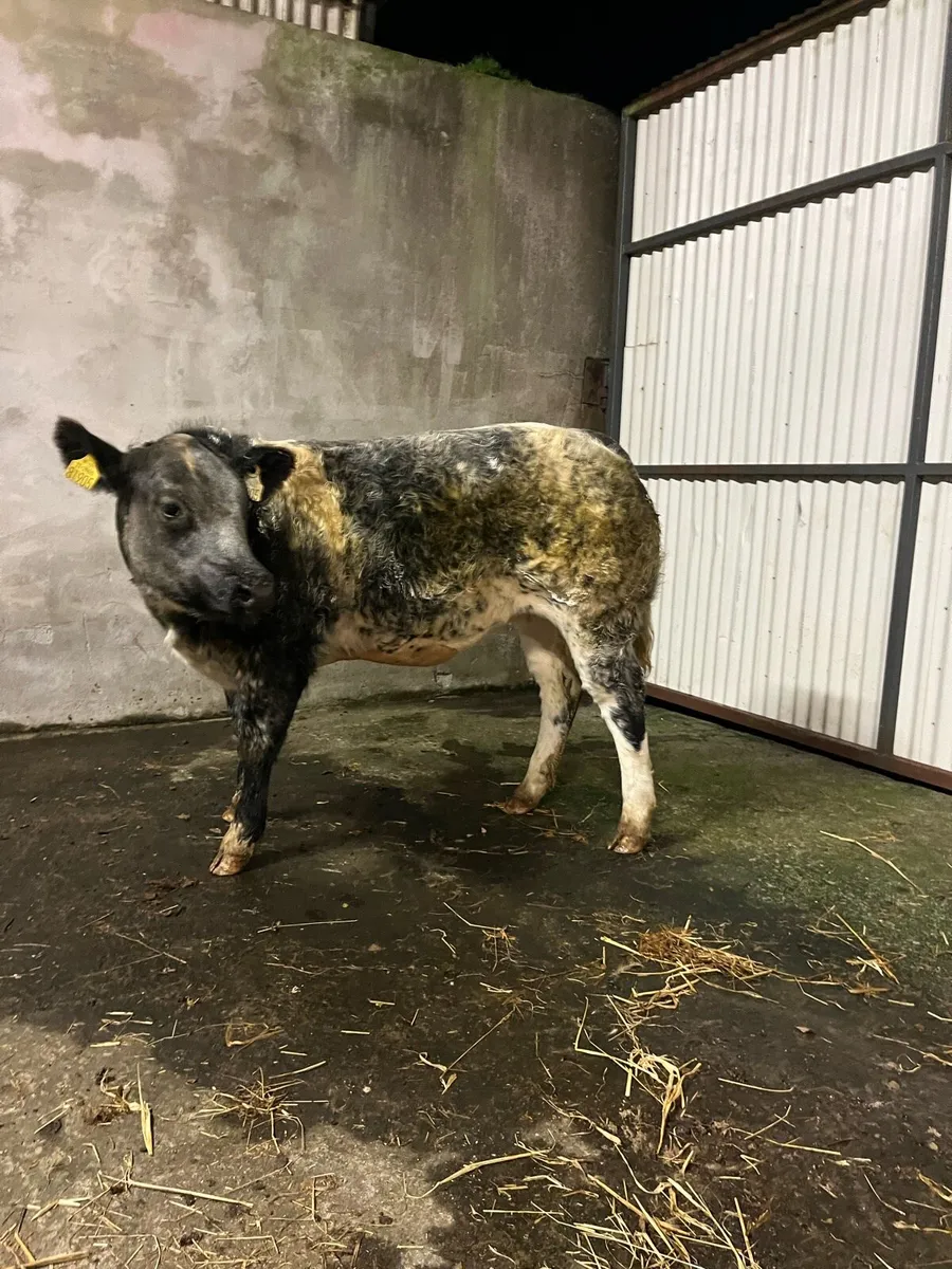 Weanling Heifers going to Balla tomorrow - Image 2