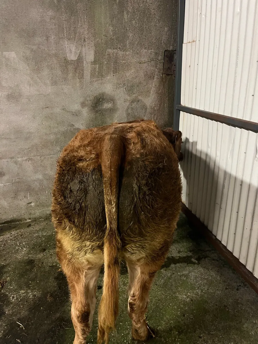 Weanling Heifers going to Balla tomorrow - Image 3
