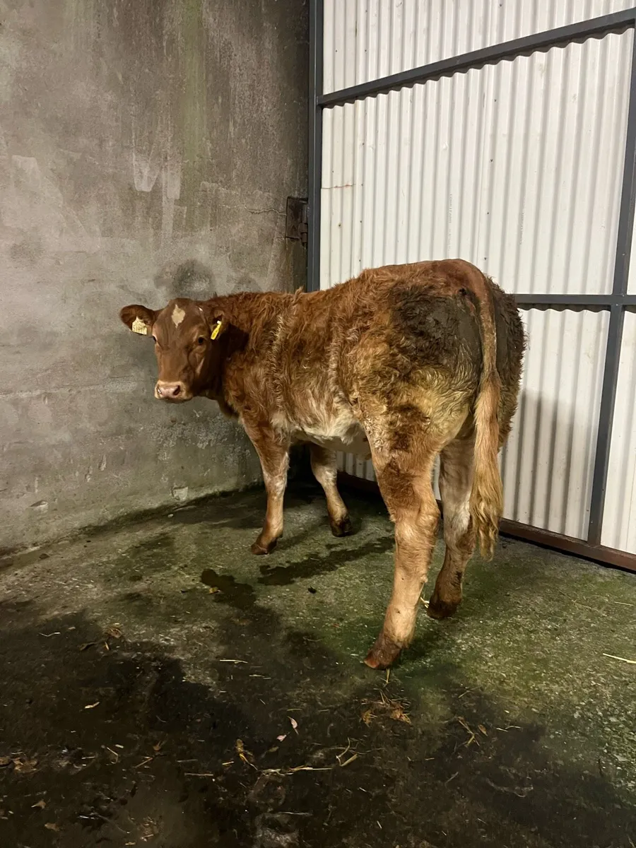 Weanling Heifers going to Balla tomorrow - Image 4