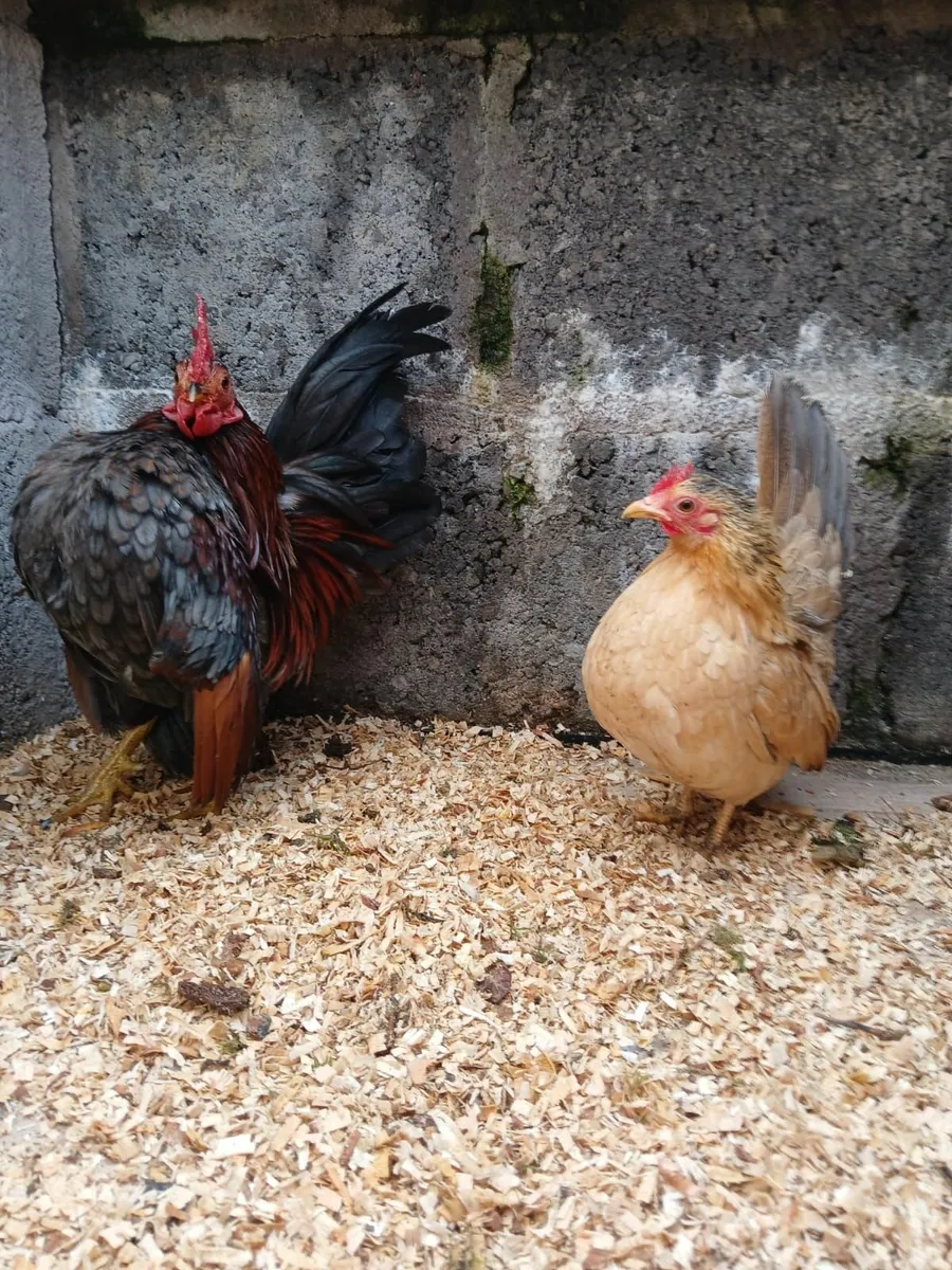 Serama bantams - Image 2