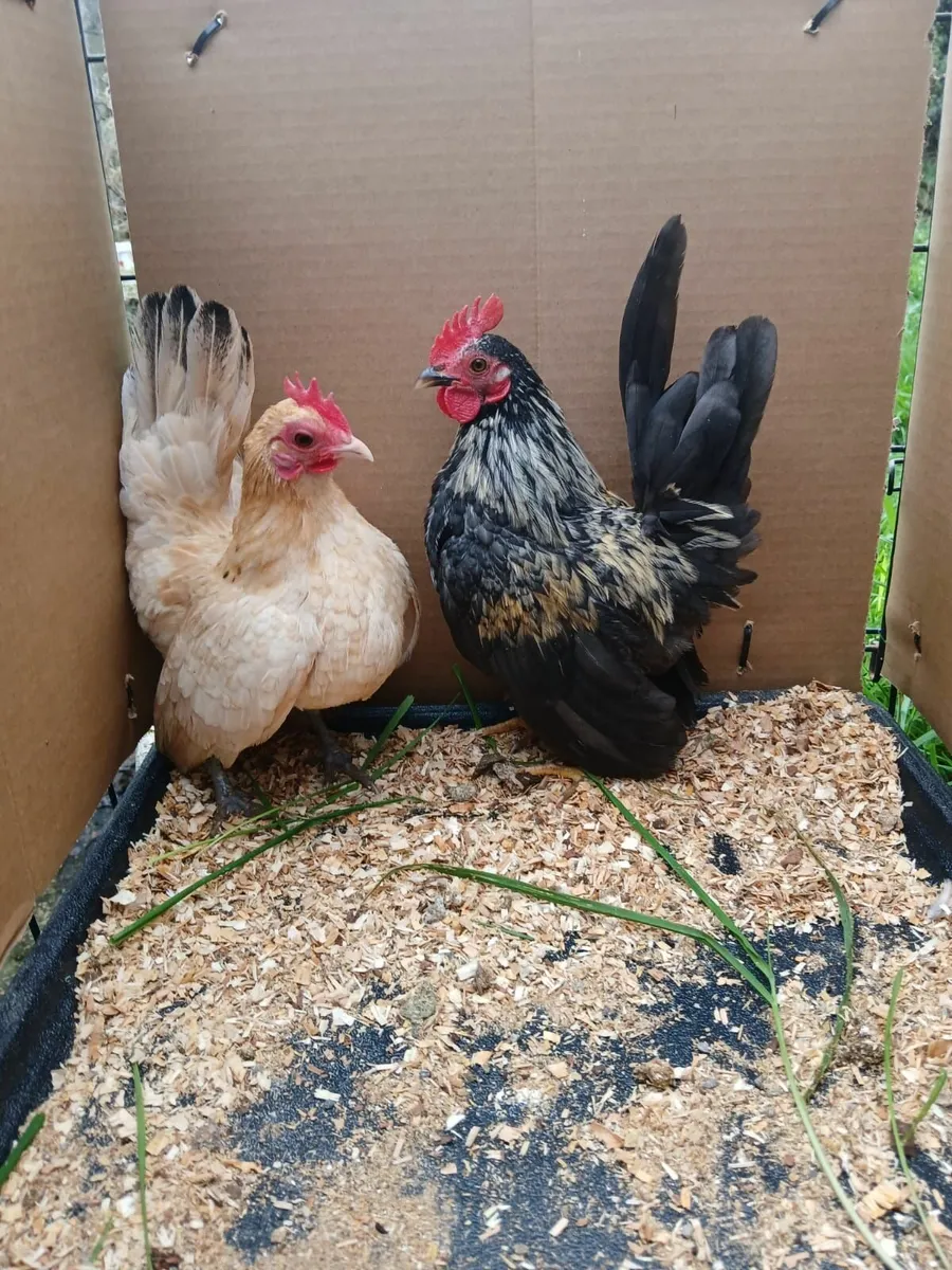 Serama bantams - Image 3