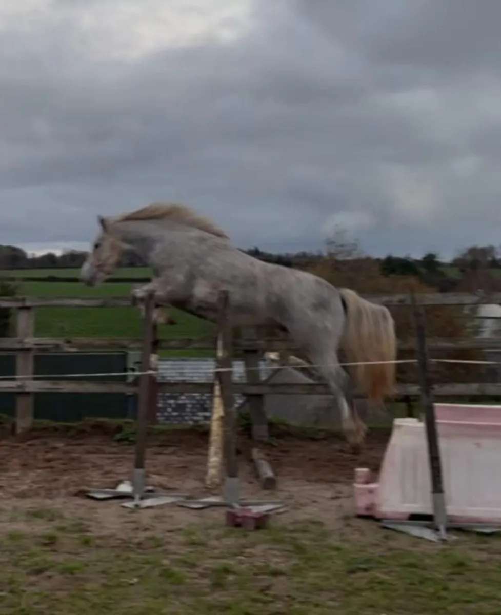 LOT 706 at Clifden Connemara Pony Sales - Image 2