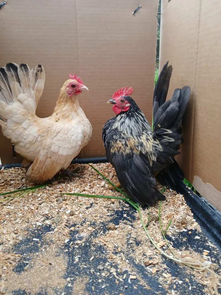 Serama bantams - Image 4
