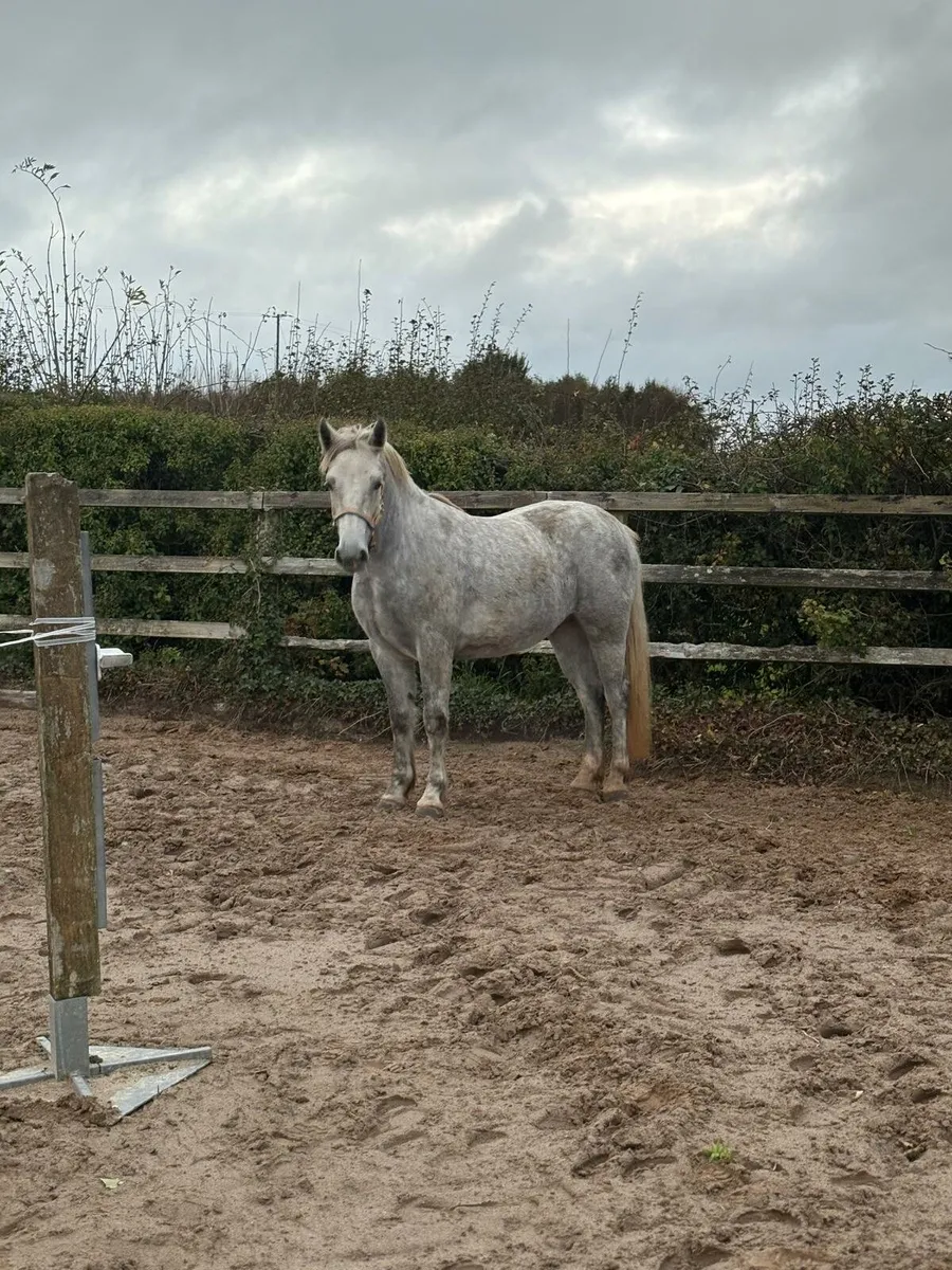 LOT 706 at Clifden Connemara Pony Sales - Image 3